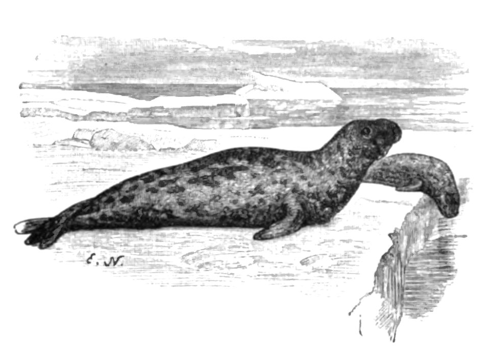 Nansen - À travers le Grönland, trad Rabot, 1893 (page 120 crop)