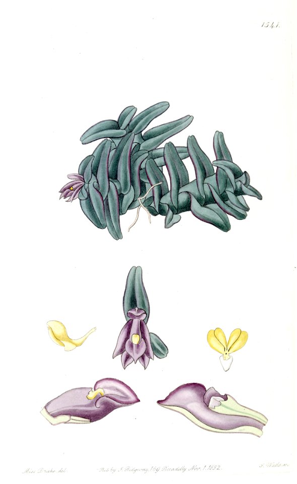 Nanodes discolor or Epidendrum schlechterianum- Edwards vol 18 pl 1541 (1832)