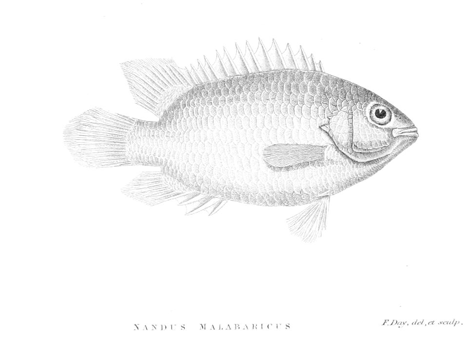 NandusMalabaricusDay