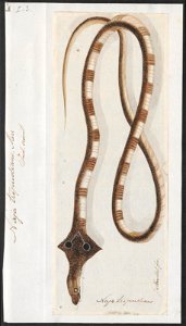 Naja tripudians - 1753-1834 - Print - Iconographia Zoologica - Special Collections University of Amsterdam - UBA01 IZA1000184