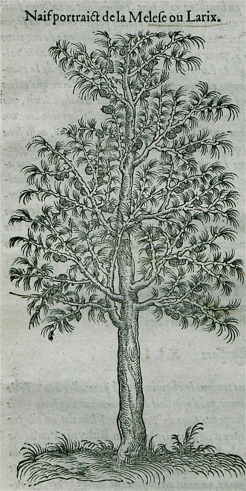 Naif portrait de la Melese ou Larix - Belon Pierre - 1554