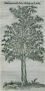 Naif portrait de la Melese ou Larix - Belon Pierre - 1554
