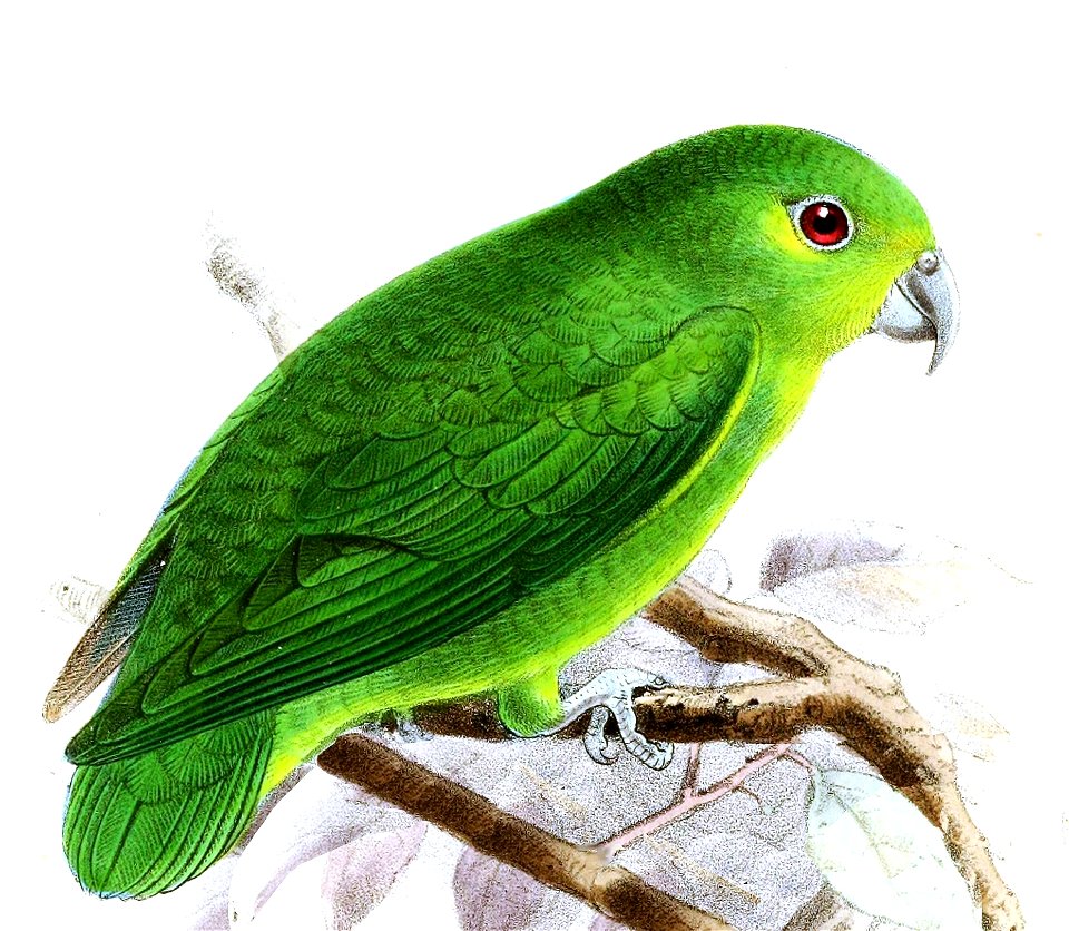 Nannopsittaca panychlora Keulemans
