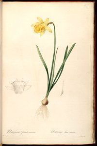 Narcissus pseudonarcissus - Les liliacées, vol. 3 - t. 158