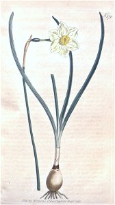 Narcissus × tenuior