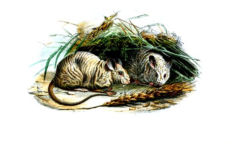 NakedMouseWolf