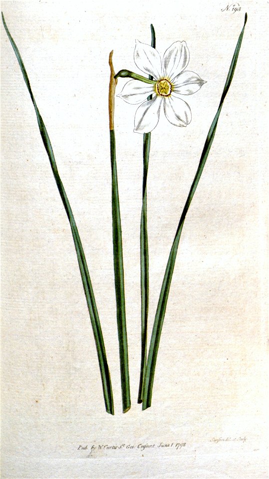 Narcissus poeticus (angustifolius Curtis ex Haw.)