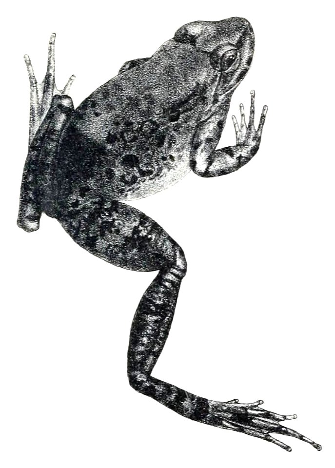 Nanorana blanfordii
