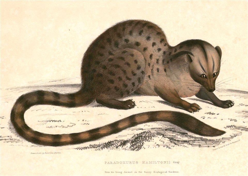 Nandinia binotata Hardwicke