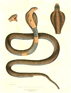 Naja naja Hardwicke