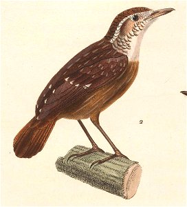 Napothera epilepidota 1838
