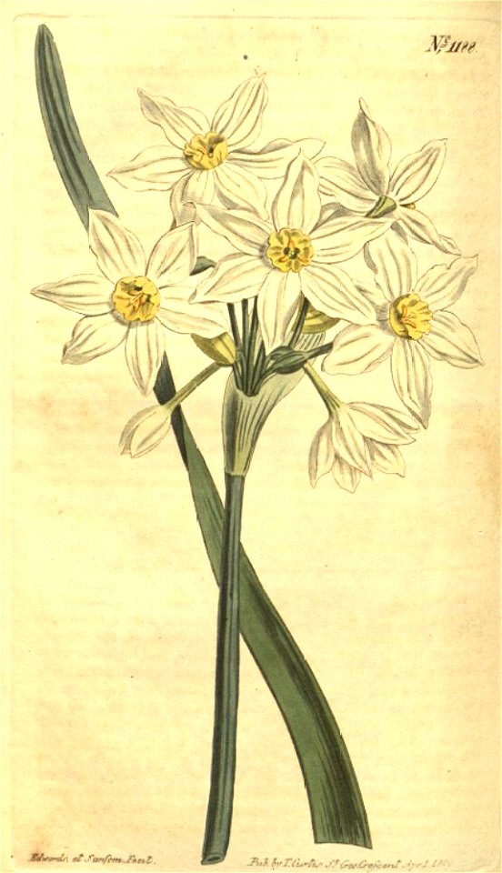 Narcissus italicus