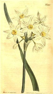 Narcissus italicus