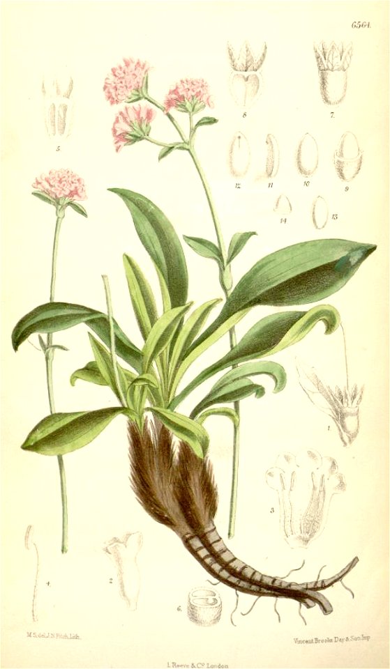 Nardostachys grandiflora