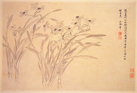 Narcissi - Yun Shouping