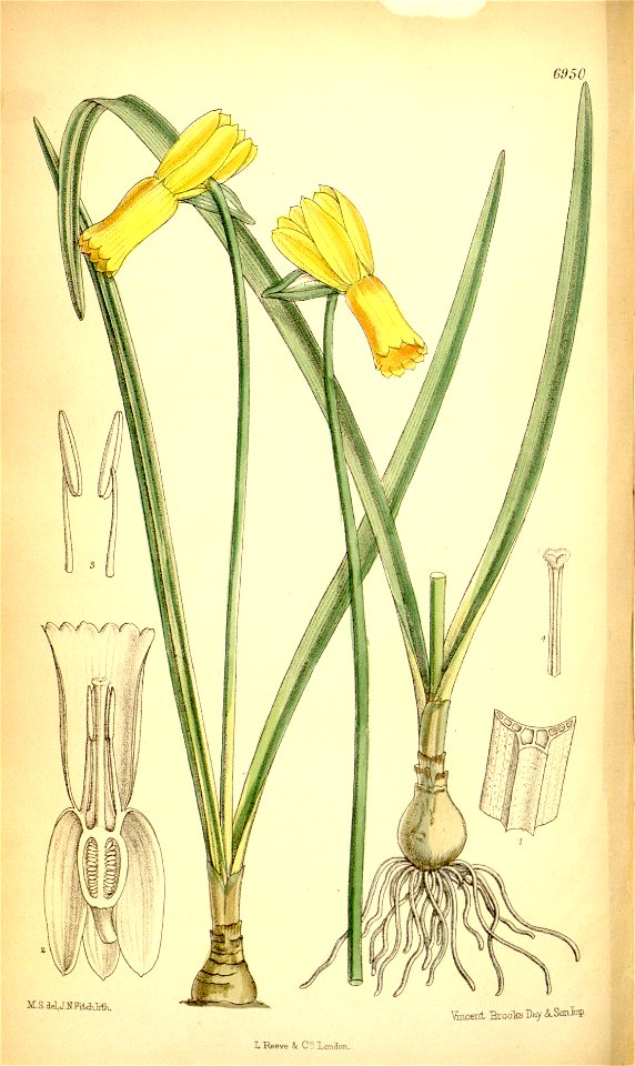 Narcissus cyclamineus