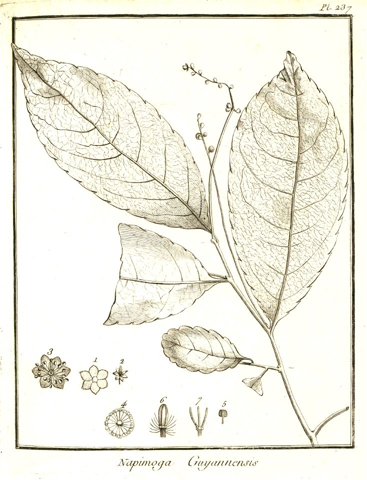 Napimoga guianensis Aublet 1775 pl 237