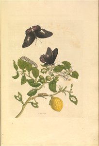 Metamorphosis insectorum Surinamensium - KW 1792 A 19 - plaat17