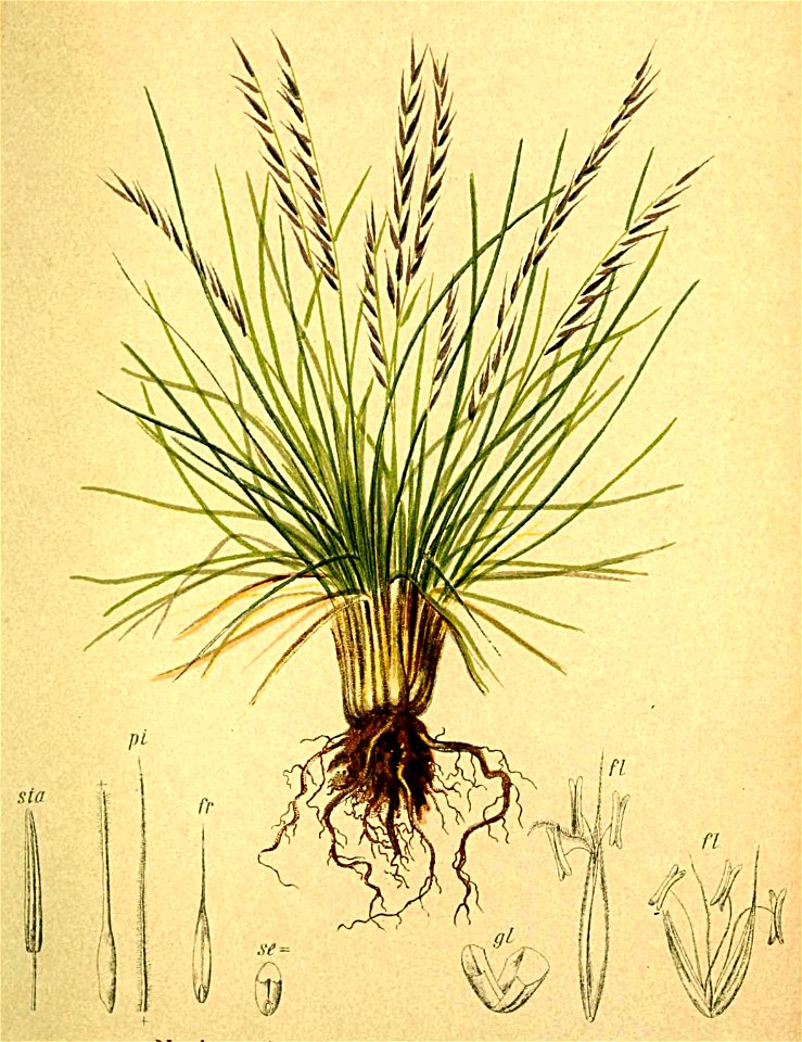 Nardus stricta Atlas Alpenflora