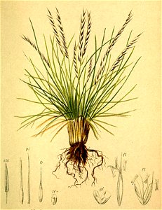 Nardus stricta Atlas Alpenflora