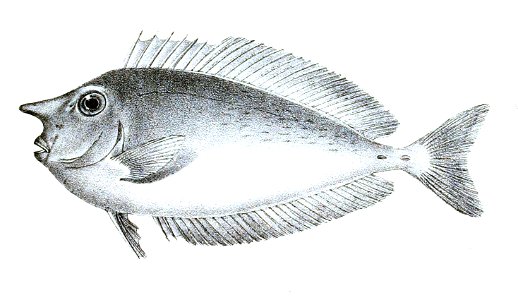 Naso brevirostris Ford 48