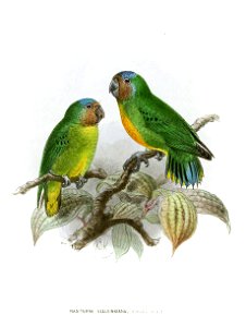 NasiternaGeelvinkianaKeulemans