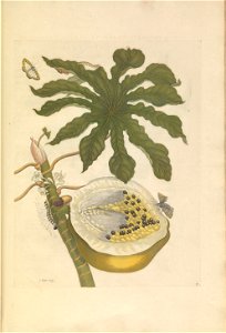 Metamorphosis insectorum Surinamensium - KW 1792 A 19 - plaat40