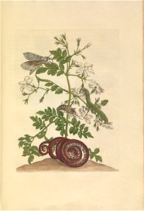 Metamorphosis insectorum Surinamensium - KW 1792 A 19 - plaat46