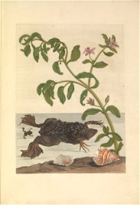 Metamorphosis insectorum Surinamensium - KW 1792 A 19 - plaat59