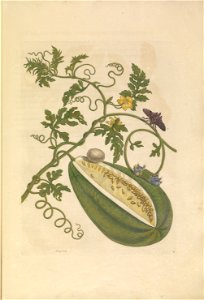 Metamorphosis insectorum Surinamensium - KW 1792 A 19 - plaat15