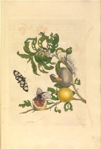 Metamorphosis insectorum Surinamensium - KW 1792 A 19 - plaat19