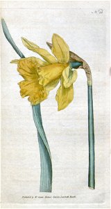 Narcissus major 51