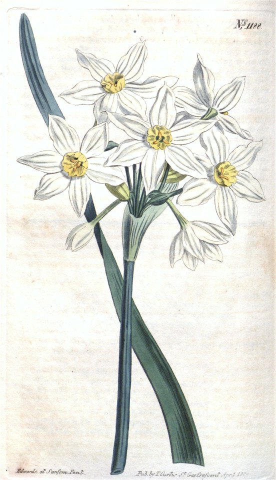 Narcissus tazetta subsp. italicus
