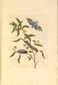 Metamorphosis insectorum Surinamensium - KW 1792 A 19 - plaat39
