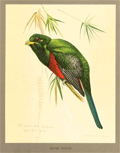 Narina trogon Fuertes. Free illustration for personal and commercial use.