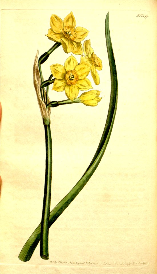 Narcissus × compressus Curtis