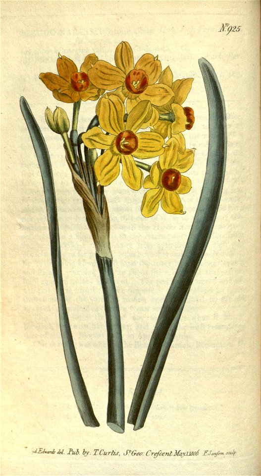Narcissus tazetta Ker Gawl.