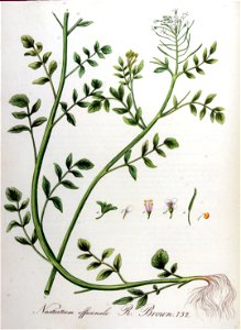 Nasturtium officinale — Flora Batava — Volume v10