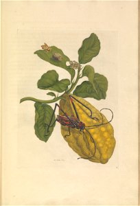 Metamorphosis insectorum Surinamensium - KW 1792 A 19 - plaat28