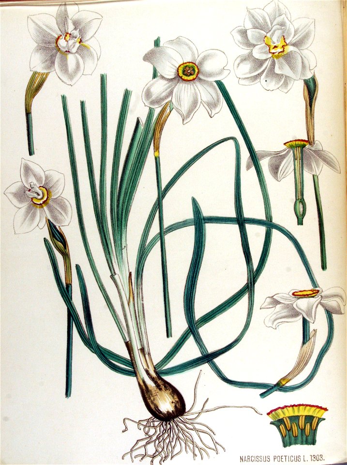 Narcissus poeticus — Flora Batava — Volume v17