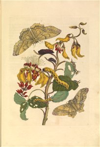 Metamorphosis insectorum Surinamensium - KW 1792 A 19 - plaat11