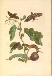 Metamorphosis insectorum Surinamensium - KW 1792 A 19 - plaat33