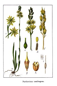 Narthecium ossifragum Sturm41 clean