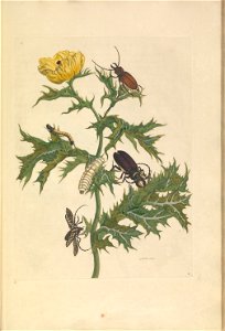 Metamorphosis insectorum Surinamensium - KW 1792 A 19 - plaat24