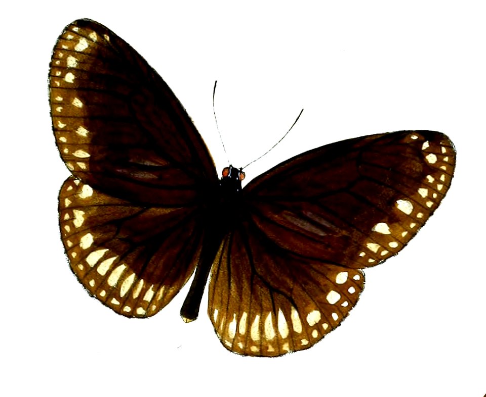 NarmadaCoreoides 51 1