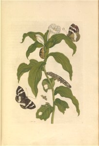 Metamorphosis insectorum Surinamensium - KW 1792 A 19 - plaat36