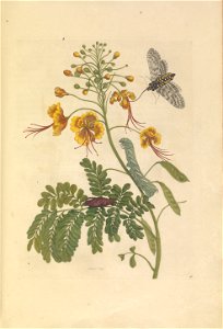 Metamorphosis insectorum Surinamensium - KW 1792 A 19 - plaat45