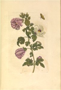 Metamorphosis insectorum Surinamensium - KW 1792 A 19 - plaat37