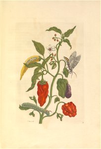 Metamorphosis insectorum Surinamensium - KW 1792 A 19 - plaat55
