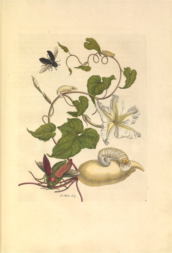 Metamorphosis insectorum Surinamensium - KW 1792 A 19 - plaat50